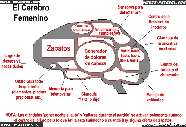 Cerebro da Mulher